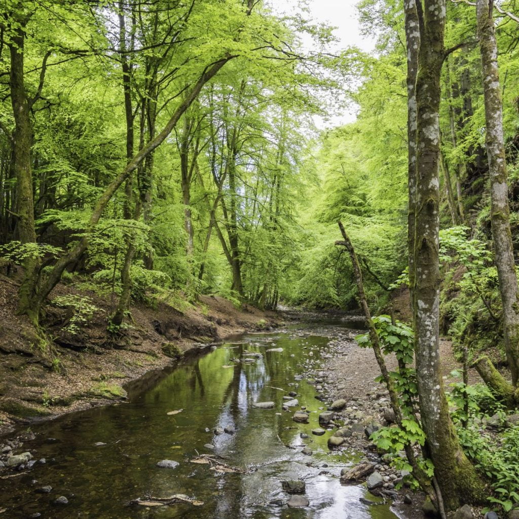 An easy walk through one of the Ecomuseum's most beautiful natural heritage sites, through ancient woodland and along the Alyth Burn.