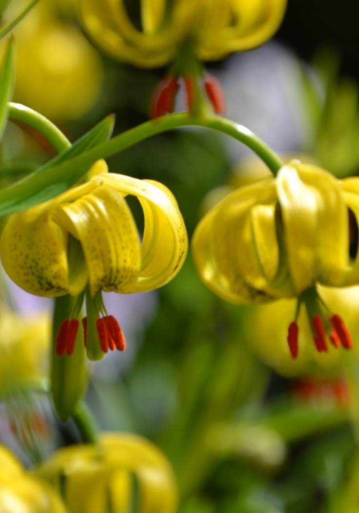 dirnanean-garden-cateran-ecomuseum
