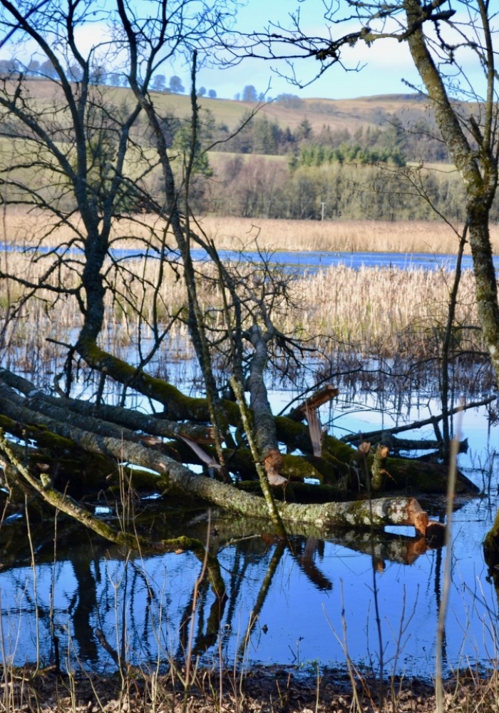 Loch Of Kinnordy Nature Reserve Cateran Ecomuseum
