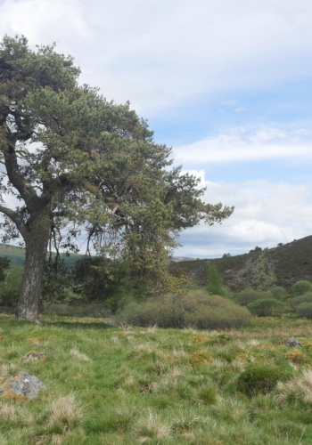 The Gledie Tree - Cateran Ecomuseum